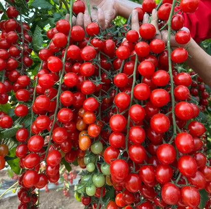 Waterfall Tomato Seeds – High Yield, Easy to Grow for Home & Garden